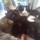 Подробнее об объявлении «Пропал кот черный кот Кемерово» Фото: пропала кошка  «Пропал кот черный кот Кемерово» в г. Кемерово