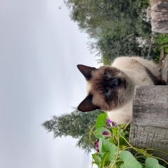 Подробнее об объявлении «Пенза Пропал кот сиамский кот» Фото: пропала кошка Сиамская кошка «Пенза Пропал кот сиамский кот» в г. Пенза
