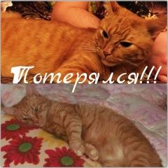 Подробнее об объявлении «Подольск Пропал кот рыжий кот.» Фото: пропала кошка  «Подольск Пропал кот рыжий кот.» в г. Подольск