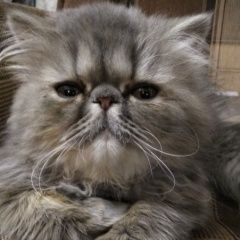 Подробнее об объявлении «Пропала кошка персидская Москва» Фото: пропала кошка Персидская кошка «Пропала кошка персидская Москва» в г. Москва