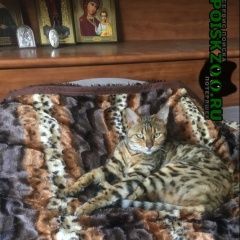 Подробнее об объявлении «Пропала кошка пос.пригородный ул.лесная Оренбург» Фото: пропала кошка Бенгальская «Пропала кошка пос.пригородный ул.лесная Оренбург» в г. Оренбург