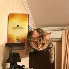 Подробнее об объявлении «Пропала кошка в районе ст.м.мякинино. Красногорск» Фото: пропала кошка  «Пропала кошка в районе ст.м.мякинино. Красногорск» в г. Красногорск