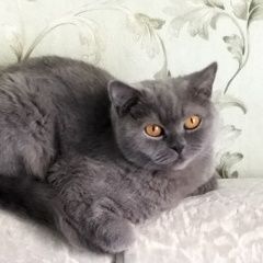 Подробнее об объявлении «Пропала кошка кошечка британской породы Лыткарино» Фото: пропала кошка Британская короткошерстная кошка «Пропала кошка кошечка британской породы Лыткарино» в г. Лыткарино