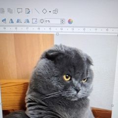Подробнее об объявлении «Пропал кот Раменское» Фото: пропала кошка Бирманская кошка «Пропал кот Раменское» в г. Раменское