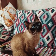 Подробнее об объявлении «Пропала кошка тася Череповец» Фото: пропала кошка  «Пропала кошка тася Череповец» в г. Череповец