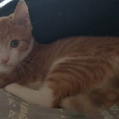 Подробнее об объявлении «Пропал кот тима 1, 5 года Конаково» Фото: пропала кошка  «Пропал кот тима 1, 5 года Конаково» в г. Конаково