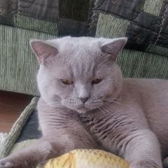 Подробнее об объявлении «Пропал кот британской породы Томск» Фото: пропала кошка Британская короткошерстная «Пропал кот британской породы Томск» в г. Томск