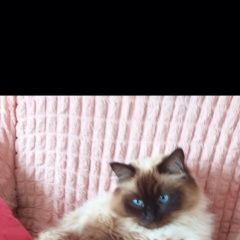 Подробнее об объявлении «Ворсма Пропал кот» Фото: пропала кошка Тайская кошка «Ворсма Пропал кот» в г. Ворсма