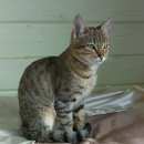Подробнее об объявлении «Чехов Пропала кошка д.ваулово» Фото: пропала кошка Бенгальская «Чехов Пропала кошка д.ваулово» в г. Чехов