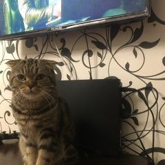 Подробнее об объявлении «Красноярск Пропал кот шотландец вислоухий» Фото: пропала кошка  «Красноярск Пропал кот шотландец вислоухий» в г. Красноярск