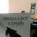 Подробнее об объявлении «Абакан Пропал кот» Фото: пропала кошка  «Абакан Пропал кот» в г. Абакан