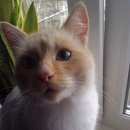 Подробнее об объявлении «Пропал кот бело-рыжий кот Кемерово» Фото: пропала кошка  «Пропал кот бело-рыжий кот Кемерово» в г. Кемерово