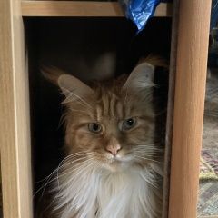 Подробнее об объявлении «Пропала кошка. Видное» Фото: пропала кошка Мейн-кун «Пропала кошка. Видное» в г. Видное