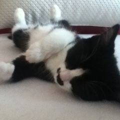 Подробнее об объявлении «Подольск Пропала кошка микрорайон родники, пос. знамя октября» Фото: пропала кошка  «Подольск Пропала кошка микрорайон родники, пос....» в г. Подольск