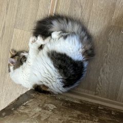 Подробнее об объявлении «Пропала кошка Санкт-Петербург» Фото: пропала кошка  «Пропала кошка Санкт-Петербург» в г. Санкт-Петербург