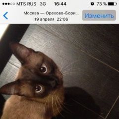 Подробнее об объявлении «Чехов Пропала кошка сиамский кот» Фото: пропала кошка Сиамская «Чехов Пропала кошка сиамский кот» в г. Чехов