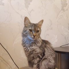 Подробнее об объявлении «Краснодар Пропала кошка» Фото: пропала кошка  «Краснодар Пропала кошка» в г. Краснодар