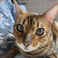 Подробнее об объявлении «Иркутск Пропал кот» Фото: пропала кошка Бенгальская кошка «Иркутск Пропал кот» в г. Иркутск