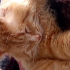 Подробнее об объявлении «Пропал кот рыжий кот Чебоксары» Фото: пропала кошка  «Пропал кот рыжий кот Чебоксары» в г. Чебоксары