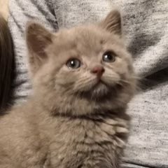 Подробнее об объявлении «Пропала кошка помогите найти Реутов» Фото: пропала кошка Британская короткошерстная «Пропала кошка помогите найти Реутов» в г. Реутов