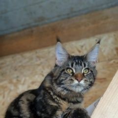 Подробнее об объявлении «Пропал кот д.проскурниково Михнево» Фото: пропала кошка Мейн-кун «Пропал кот д.проскурниково Михнево» в г. Михнево