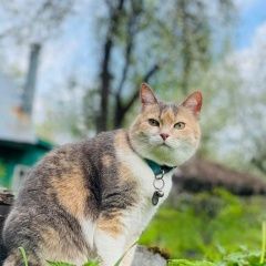 Подробнее об объявлении «Пропала кошка помогите найти любимицу Москва» Фото: пропала кошка  «Пропала кошка помогите найти любимицу Москва» в г. Москва