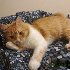 Подробнее об объявлении «Пропал кот окрас рыжий с белым, порода сибирская Ростов-на-Дону» Фото: пропала кошка Сибирская «Пропал кот окрас рыжий с белым, порода...» в г. Ростов-на-Дону