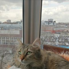 Подробнее об объявлении «Пропал кот. Москва» Фото: пропала кошка  «Пропал кот. Москва» в г. Москва