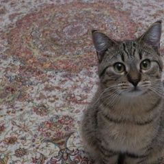 Подробнее об объявлении «Пропал кот Протвино (Московская обл.)» Фото: пропала кошка  «Пропал кот Протвино (Московская обл.)» в г. Протвино (Московская обл.)