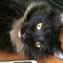 Подробнее об объявлении «Мытищи Пропал кот» Фото: пропала кошка  «Мытищи Пропал кот» в г. Мытищи