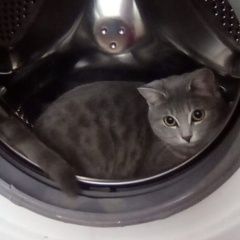 Подробнее об объявлении «Пропала кошка Барнаул» Фото: пропала кошка Британская короткошерстная «Пропала кошка Барнаул» в г. Барнаул