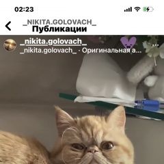 Подробнее об объявлении «Пропала кошка экзотическая порода Домодедово» Фото: пропала кошка Экзотическая короткошерстная «Пропала кошка экзотическая порода Домодедово» в г. Домодедово