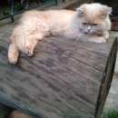 Подробнее об объявлении «Электроугли Пропал кот шотладской породы» Фото: пропала кошка  «Электроугли Пропал кот шотладской породы» в г. Электроугли