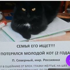 Подробнее об объявлении «Пропал кот молодой кот Белгород» Фото: пропала кошка  «Пропал кот молодой кот Белгород» в г. Белгород