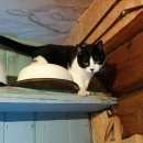 Подробнее об объявлении «Пропал кот Нижний Новгород» Фото: пропала кошка  «Пропал кот Нижний Новгород» в г. Нижний Новгород