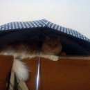 Подробнее об объявлении «Пропал кот Верхняя Пышма» Фото: пропала кошка  «Пропал кот Верхняя Пышма» в г. Верхняя Пышма