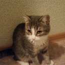 Подробнее об объявлении «Пропала кошка Томск» Фото: пропала кошка  «Пропала кошка Томск» в г. Томск