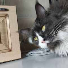 Подробнее об объявлении «Пропал кот Москва» Фото: пропала кошка Мейн-кун «Пропал кот Москва» в г. Москва