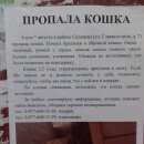Подробнее об объявлении «Пропала кошка помогите найти  Солнцево» Фото: пропала кошка  «Пропала кошка помогите найти  Солнцево» в г. Солнцево