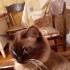 Подробнее об объявлении «Пропал кот сиамский Курск» Фото: пропала кошка Сиамская кошка «Пропал кот сиамский Курск» в г. Курск