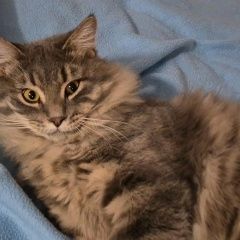 Подробнее об объявлении «Пропал кот 11 марта 2024 года Альметьевск» Фото: пропала кошка  «Пропал кот 11 марта 2024 года Альметьевск» в г. Альметьевск