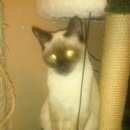 Подробнее об объявлении «Подольск Пропала кошка помогите найти кошечку.» Фото: пропала кошка Сиамская «Подольск Пропала кошка помогите найти кошечку.» в г. Подольск