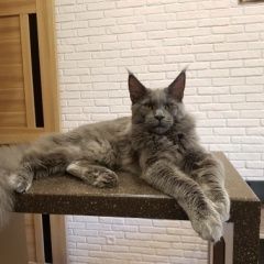 Подробнее об объявлении «Выборг Пропал кот» Фото: пропала кошка Мейн-кун «Выборг Пропал кот» в г. Выборг