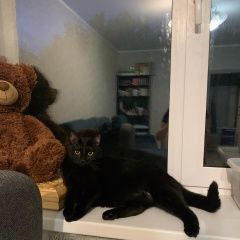 Подробнее об объявлении «Пропал кот черный кот Самара» Фото: пропала кошка Турецкая ангора «Пропал кот черный кот Самара» в г. Самара