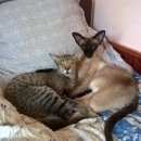 Подробнее об объявлении «Пропала кошка Феодосия» Фото: пропала кошка Ориентальная (восточная короткошерстная) «Пропала кошка Феодосия» в г. Феодосия