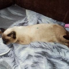 Подробнее об объявлении «Пропала кошка Мозырь» Фото: пропала кошка  «Пропала кошка Мозырь» в г. Мозырь