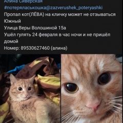 Подробнее об объявлении «Пропал кот Кемерово» Фото: пропала кошка  «Пропал кот Кемерово» в г. Кемерово