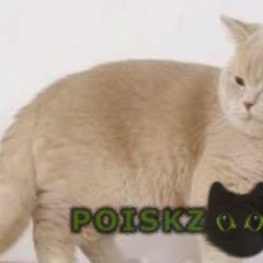 Подробнее об объявлении «Иркутск Пропал кот шотландец» Фото: пропала кошка Шотландская вислоухая «Иркутск Пропал кот шотландец» в г. Иркутск