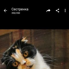 Подробнее об объявлении «Нижний Новгород Пропала кошка» Фото: пропала кошка  «Нижний Новгород Пропала кошка» в г. Нижний Новгород
