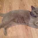Подробнее об объявлении «Пропала кошка Урай» Фото: пропала кошка Британская короткошерстная «Пропала кошка Урай» в г. Урай